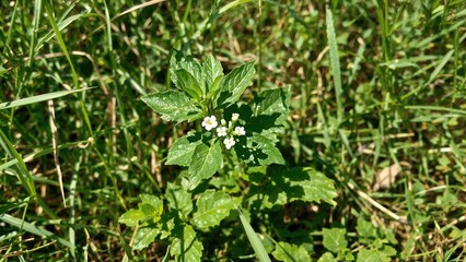 Beautiful green grass and leaves surrounding blooming kantkari flowers