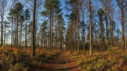 Obraz premium Nature view featuring a dense forest area