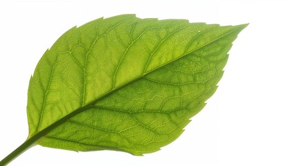 Fototapeta premium Organic leafy cassava close-up