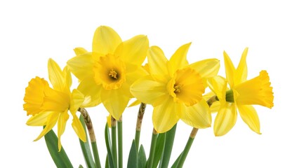 Bright yellow daffodils captured up close with a plain white background
