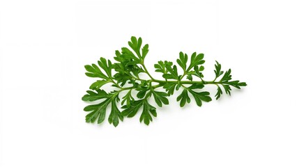 Single sprig of fresh Chervil against white background