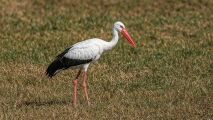 Fototapeta premium The Large Wading Bird Known as the White Stork (Ciconia ciconia) from the Ciconiidae Family