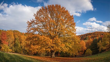 Naklejka premium Seasonal Color Change in a Temperate Region