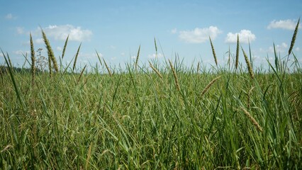 Obraz premium Vibrant summer meadow covered with grass