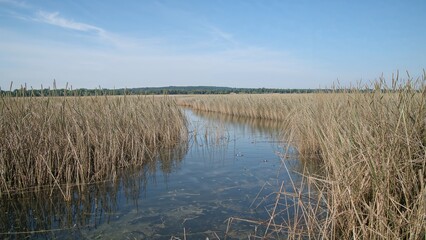 Nature Reserve Featuring Reed Beds and Diverse Bird Species
