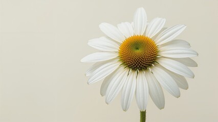 Macro shot of white daisy alongside herbal echinacea blooms with natural backdrop