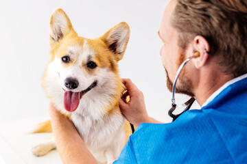 Veterinarian examining a happy corgi dog with a stethoscope in a bright clinic, showcasing a caring atmosphere and professional veterinary care for pets in a modern environment