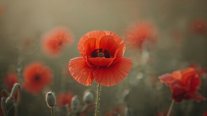 Obraz premium Lone crimson poppy against plain backdrop