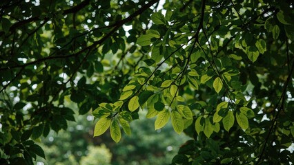 Wallpaper Featuring Tree Leaves