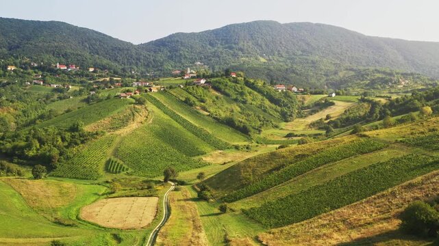 Panoramic view of vineyards in Plesivica region in Croatia 