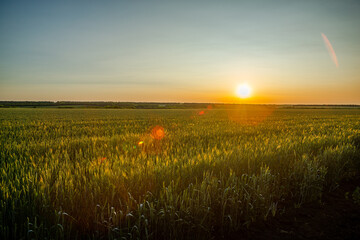A picturesque sunset over a golden wheat field, with the sun casting a warm glow and a subtle lens flare.