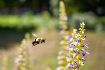 Bumblebee in flight approaching purple flowers