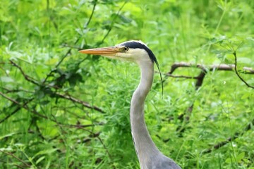 Czapla siwa na tle lasu © wnturze