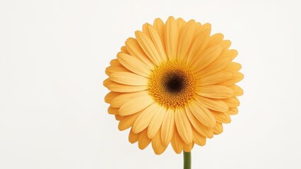 Gerbera Daisy Standalone on White Background, Blossom, Hot Season, Segregated, Natural Setting, Springtime, Gift Item, White Hue, Botanical Beauty