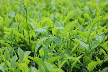 Morning Fresh Green Tea Leaf 