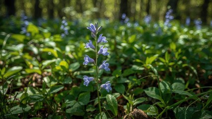 Native Wetland Flower Known as Blue Lobelia