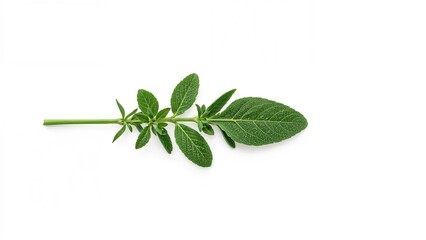 Obraz premium Top-down view of fresh sage herb against a white background, complete depth of field, room for text included. Flat lay