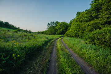 Wild feather grass glowing in the last sun rays of the day on a green hill.