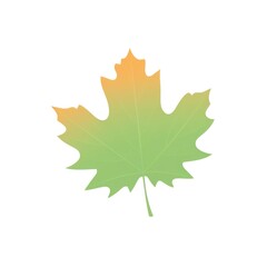 Maple leaf illustration maple art.