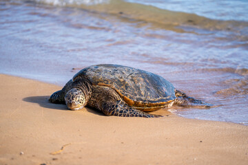 Sea turtles coming to shore to rest