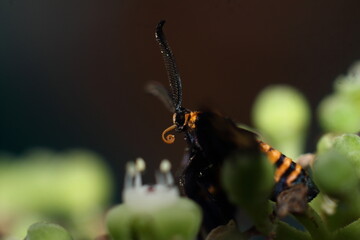 butterfly on a flower