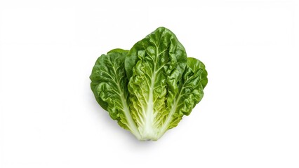 Obraz premium Isolated butterhead lettuce with vibrant green leaves on white