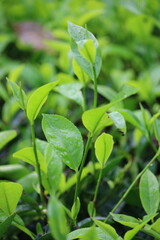 fresh green tea leaves
