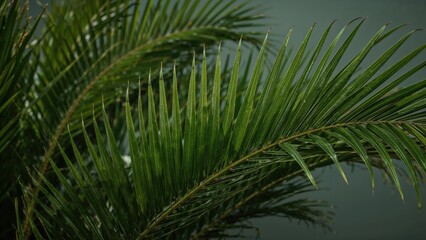 Fototapeta premium Bright and Healthy Palm Leaves