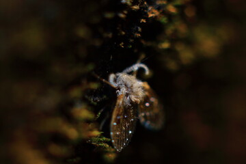 bee on a tree