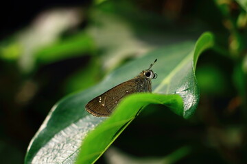 butterfly on leaf