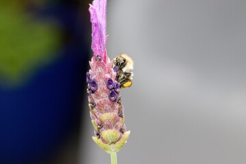 Bee on a lavender flower in the countryside.