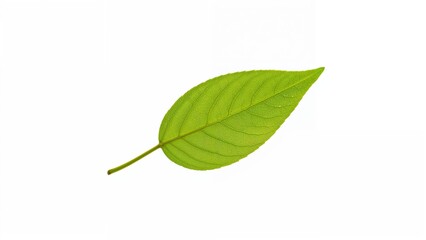 Obraz premium Isolated images of green foliage on a white backdrop