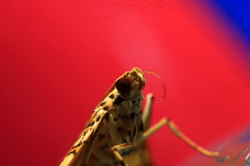 macro shot of a red moth