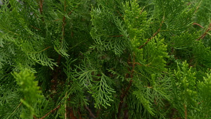 Full frame of green leaves of Chinese Arborvitae