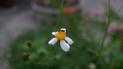 A white daisy withe an insect