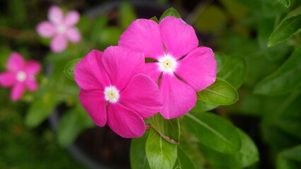 A couple of pink vinca with its green leaves	