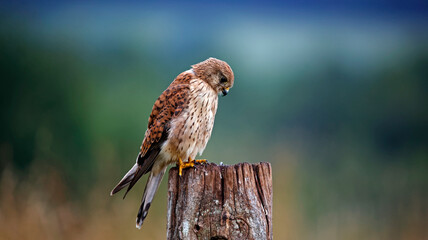 Female kestrel perched on an old post