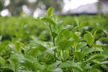 Obraz premium close up of a green tea leaf