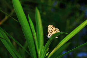 butterfly on a flower