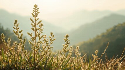 Fototapeta premium Mountain-growing Ballota acetabulosa from the Lamiaceae family used in homeopathy