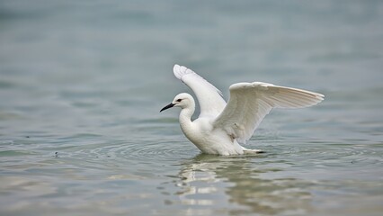 Serene white bird reflected in tranquil water