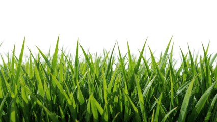 Fototapeta premium White backdrop with green grass