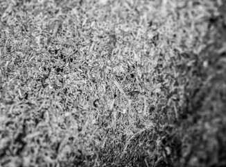 Monochrome macro view of freshly cut grass clippings packed beneath a lawn mower