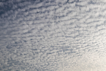 Patterned altocumulus clouds across a blue sky