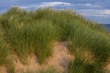 Marram grass growing on coastal sand dunes under a cloudy sky