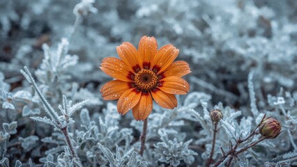 Winter Bloom of a South Asian Flower