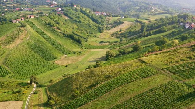 Panoramic view of vineyards in Plesivica region in Croatia 