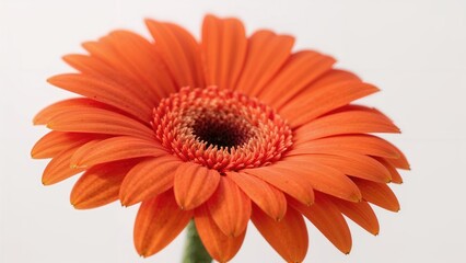 Detailed view of a vibrant orange Gerbera flower against a soft background