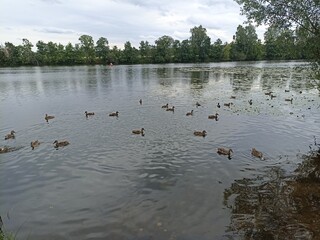 ducks on the lake
