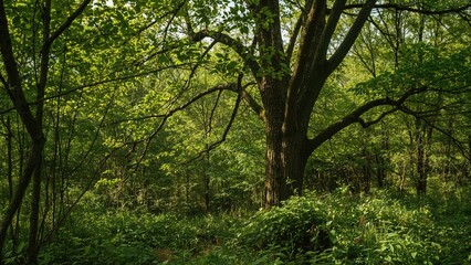 Naklejka premium Lush greenery with empty area for text as a backdrop or wallpaper, featuring abstract textures, summer vibes, trees, springtime, sunlight, woodland, and garden elements